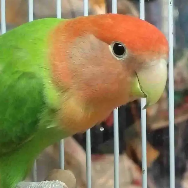 lovebird