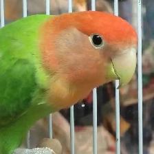 lovebird
