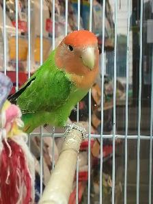 lovebird - Photo 2