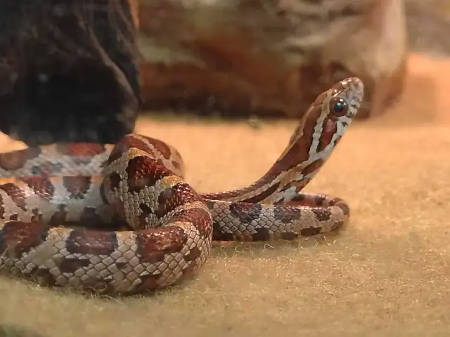 baby corn snakes