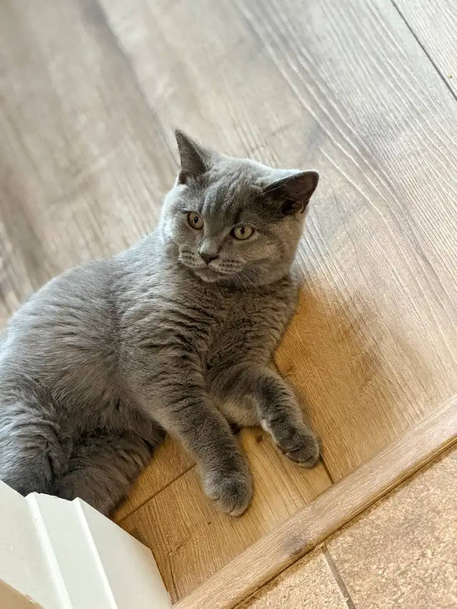 male kitten