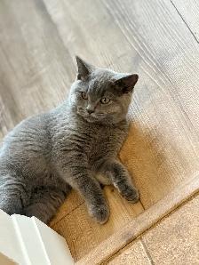 male kitten