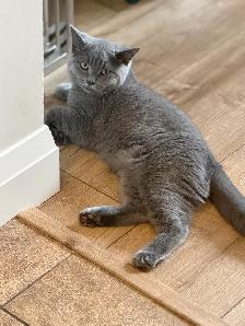 male kitten - Photo 2