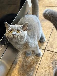 male kitten - Photo 3