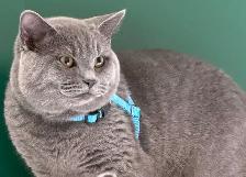 male kitten - Photo 4