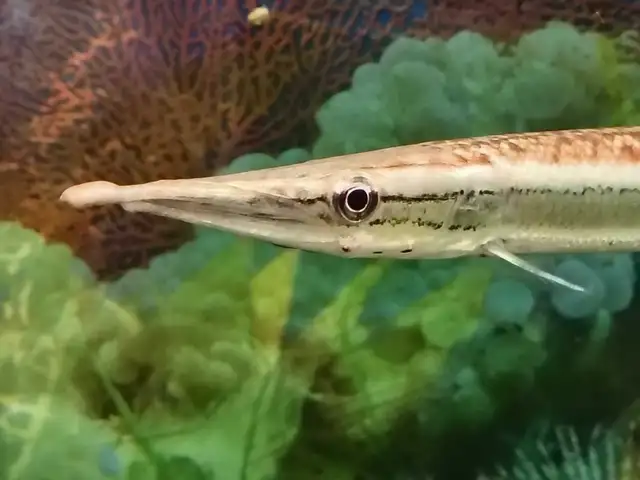 flag tail barracuda freshwater