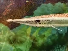 flag tail barracuda freshwater