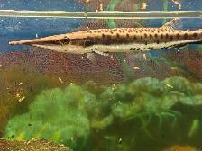 flag tail barracuda freshwater - Photo 2