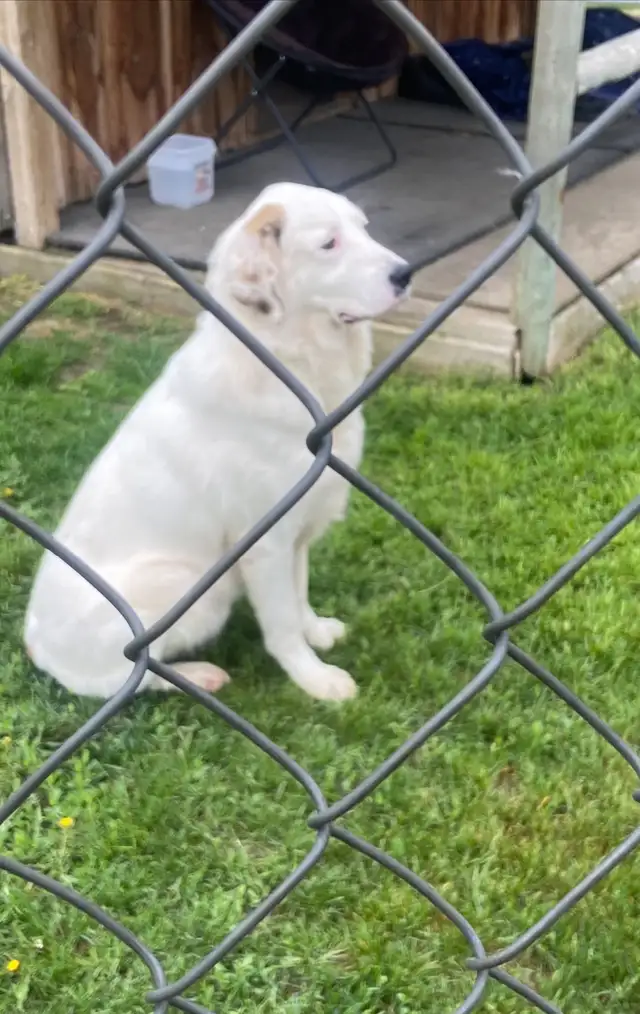 Gorgeous White dog found !