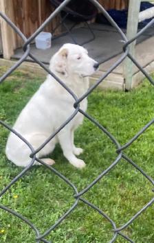 Gorgeous White dog found !