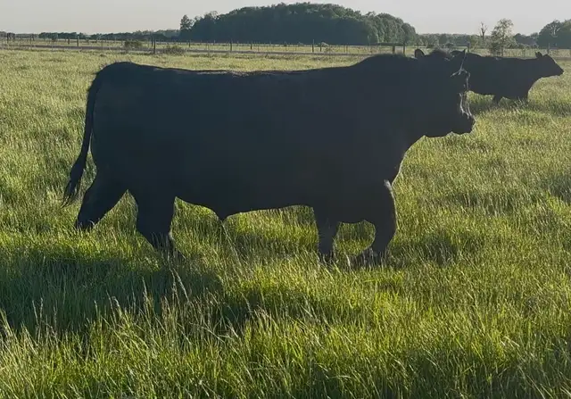 2yr old Angus Bull