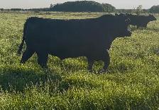 2yr old Angus Bull