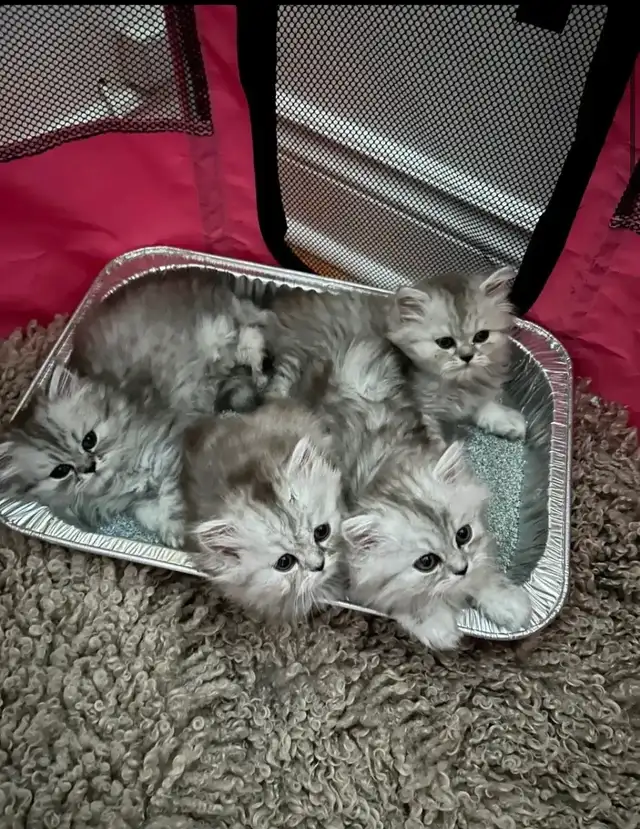 Chaton Persan Femelle À Vendre !  700 $