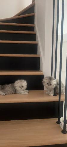 Chaton Persan Femelle À Vendre !  700 $ - Photo 2
