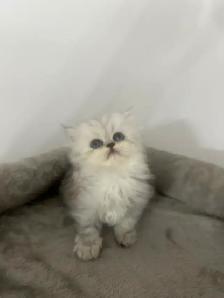 Chaton Persan Femelle À Vendre !  700 $ - Photo 3