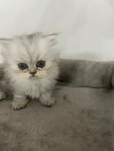 Chaton Persan Femelle À Vendre !  700 $ - Photo 4