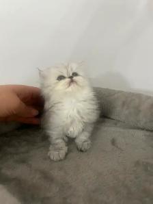 Chaton Persan Femelle À Vendre !  700 $ - Photo 5