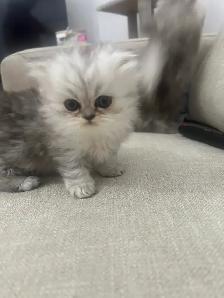 Chaton Persan Femelle À Vendre !  700 $ - Photo 6