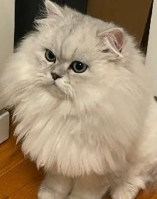 Chaton Persan Femelle À Vendre !  700 $ - Photo 9