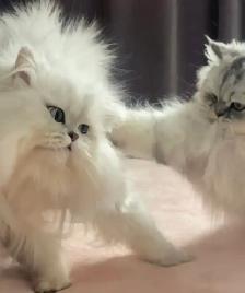 Chaton Persan Femelle À Vendre !  700 $ - Photo 10