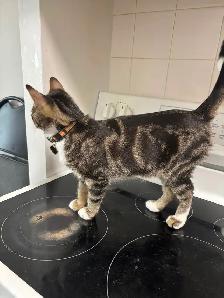2 cats for sale (kitten  2 years old) - Photo 2