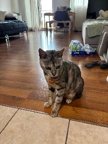 2 cats for sale (kitten  2 years old) - Photo 3