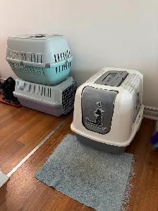 2 cats for sale (kitten  2 years old) - Photo 4
