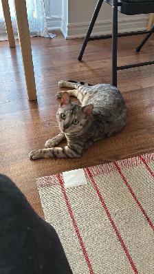 2 cats for sale (kitten  2 years old) - Photo 7