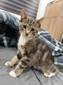 2 cats for sale (kitten  2 years old) - Photo 8