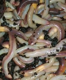 Red Wigglers/European Nightcrawlers for Reptiles - Photo 2