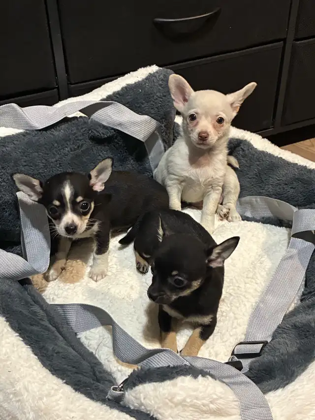 Purebred chihuahua puppies for sale