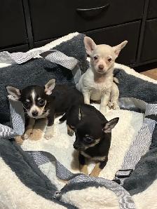 Purebred chihuahua puppies for sale