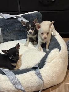 Purebred chihuahua puppies for sale - Photo 2