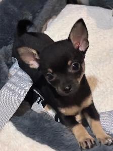 Purebred chihuahua puppies for sale - Photo 3