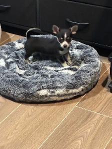 Purebred chihuahua puppies for sale - Photo 4