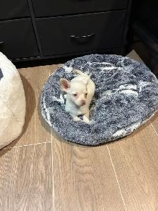 Purebred chihuahua puppies for sale - Photo 5