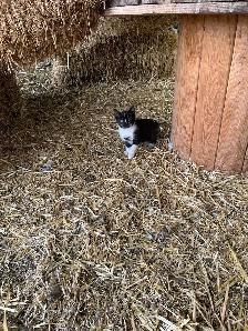 Free Kittens