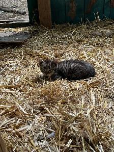 Free Kittens - Photo 2