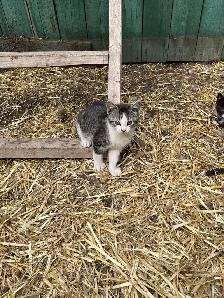 Free Kittens - Photo 3