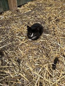 Free Kittens - Photo 4