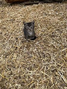 Free Kittens - Photo 5