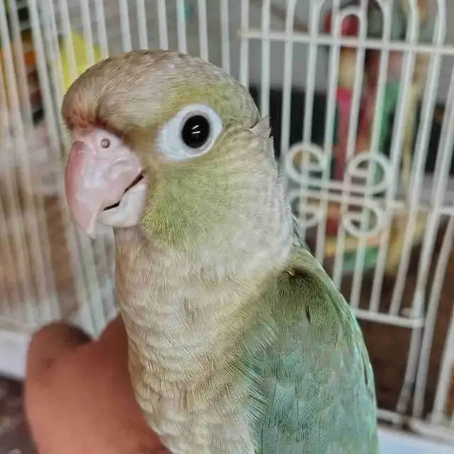 baby Violet conure