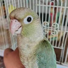 baby Violet conure