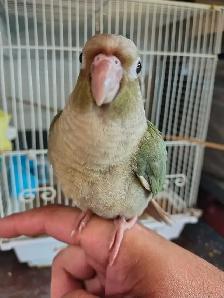 baby Violet conure - Photo 2