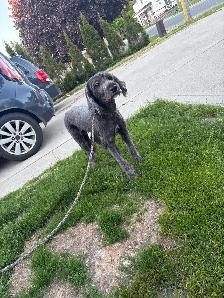 Dog Training - Photo 4