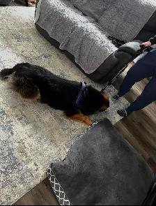 Dog Training - Photo 6