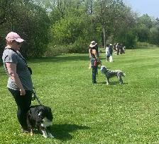 Dog Trainer - Photo 6