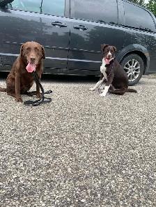 Dog Trainer - Photo 7