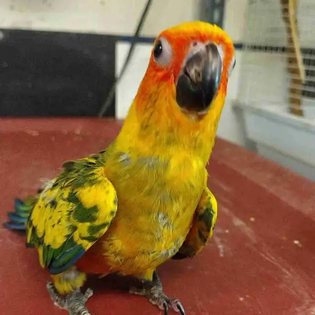 hand fed baby sun conure