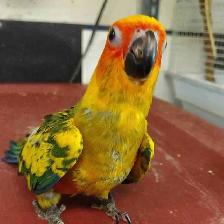 hand fed baby sun conure